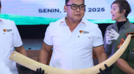 Polisi Ungkap Jaringan Penjualan Gading Gajah Lewat TikTok dan Facebook, Empat Tersangka Diamankan (Polri)
