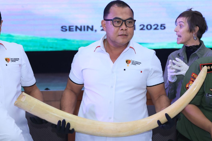 Polisi Ungkap Jaringan Penjualan Gading Gajah Lewat TikTok dan Facebook, Empat Tersangka Diamankan (Polri)