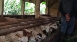 Ribuan Hewan Kurban di Cianjur Lolos Pemeriksaan, Siap Sambut Idul Adha 1446 H (Ilustrasi)