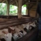 Ribuan Hewan Kurban di Cianjur Lolos Pemeriksaan, Siap Sambut Idul Adha 1446 H (Ilustrasi)