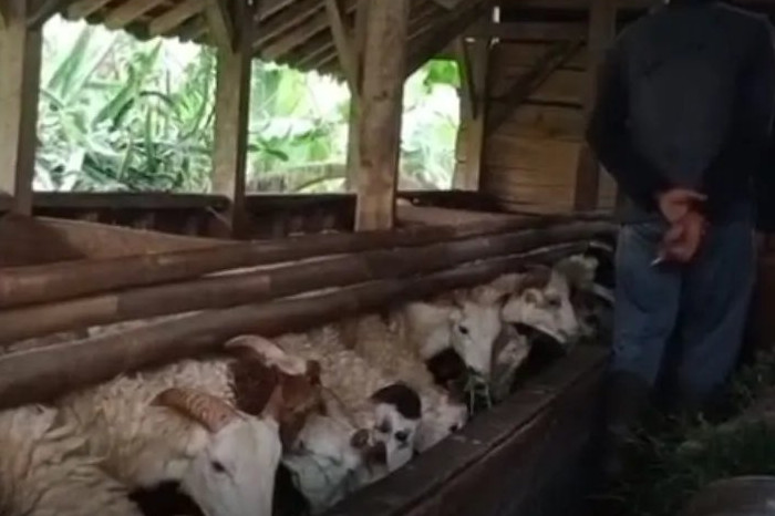Ribuan Hewan Kurban di Cianjur Lolos Pemeriksaan, Siap Sambut Idul Adha 1446 H (Ilustrasi)