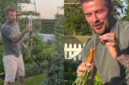 David Beckham Nikmati Hidup Sederhana, Berkebun dan Beternak di Lahan Mewah Cotswolds