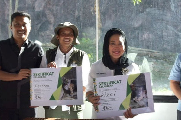 Titiek Soeharto Beri Nama Bayi Harimau Sumatera di Kebun Binatang Tertua Bukittinggi (DPR RI)